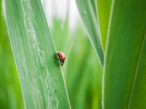 lady bug grass leaf green