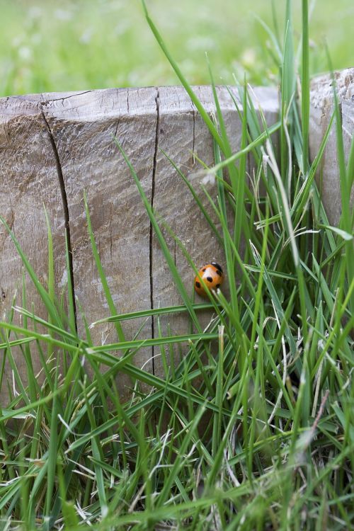 lady bug insect green