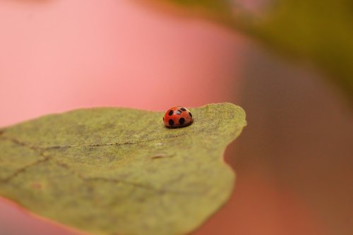 lady bug  on leaf  leaf