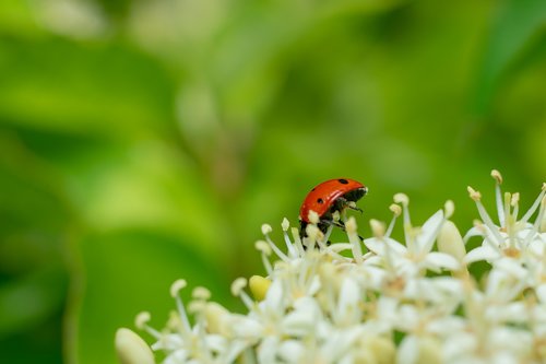 lady bug  flower  nature