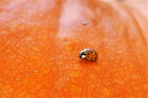Lady Bug On Pumpkin