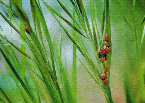 lady bugs green grass