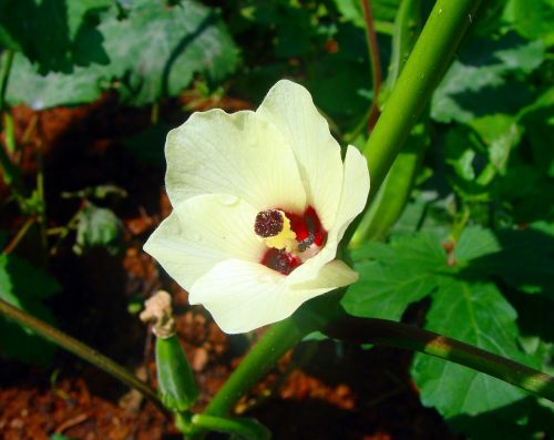 lady finger flower okra