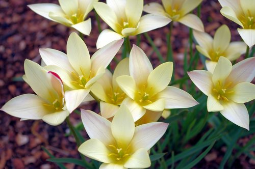 lady jane tulips  tulips  flowers
