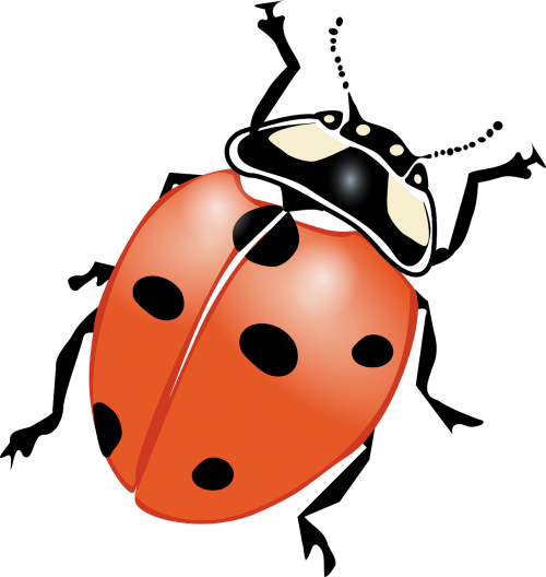 ladybeetle ladybird beetle ladybug