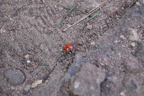 ladybird macro small