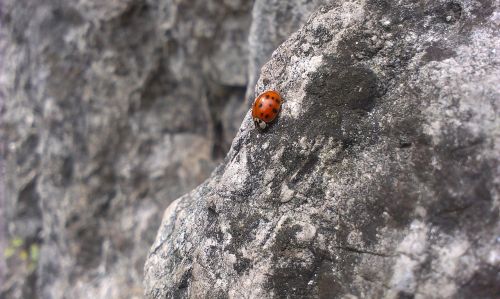 ladybird rock stone