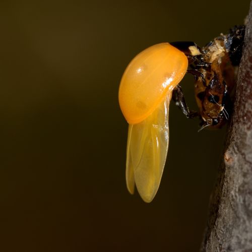 birth ladybug yellow