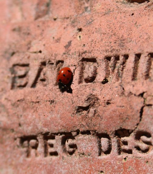ladybird brick text