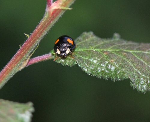 ladybird macro nature