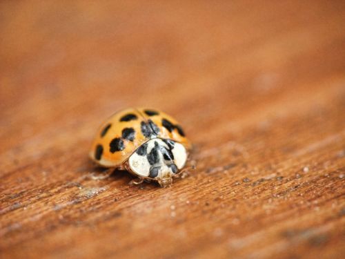 ladybird ladybug macro