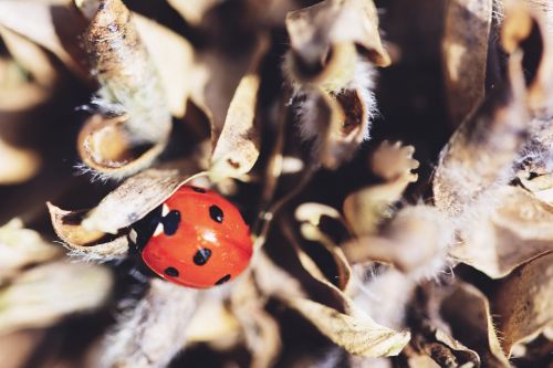 ladybird insect nature