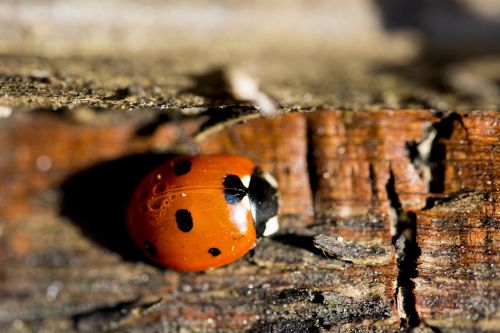 ladybird insect nature