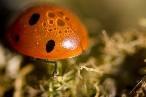 ladybird insect nature