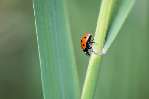 ladybird ladybug insect