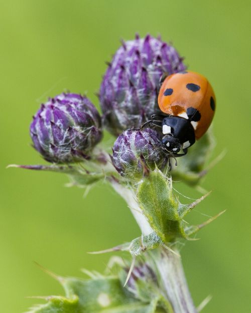 ladybird insect thistle