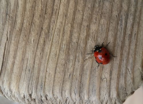 ladybird tree nature