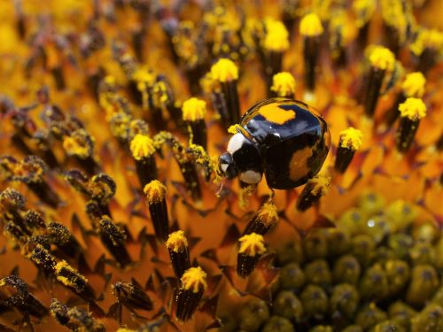 ladybird flower insect