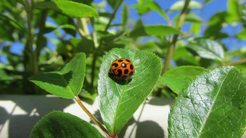 ladybird rose leaves garden