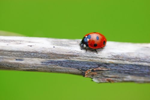 ladybird seven-spot ladybird coccinella septempunctata