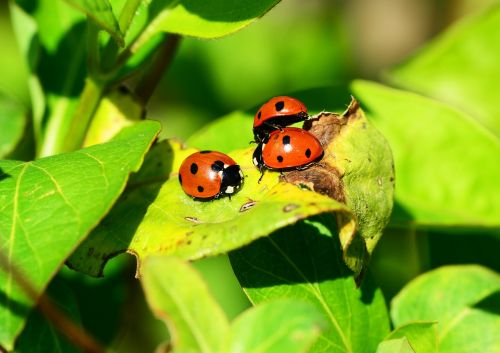 ladybird group seven-spot ladybird