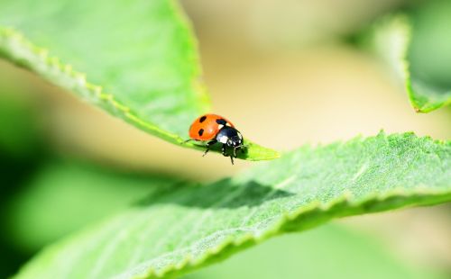 ladybird seven-spot ladybird side view