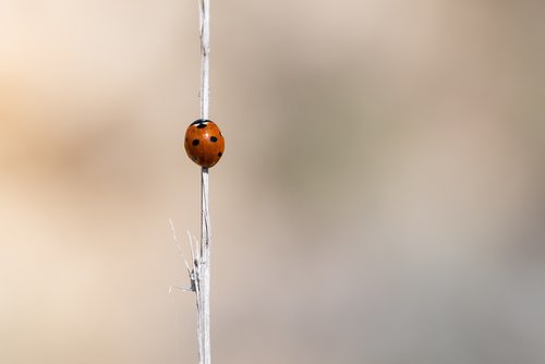 ladybird  ladybug  nature