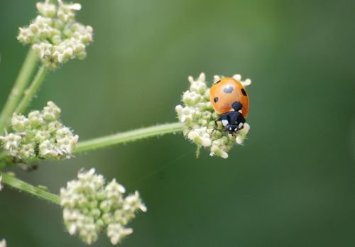ladybird coccinellidae beetle