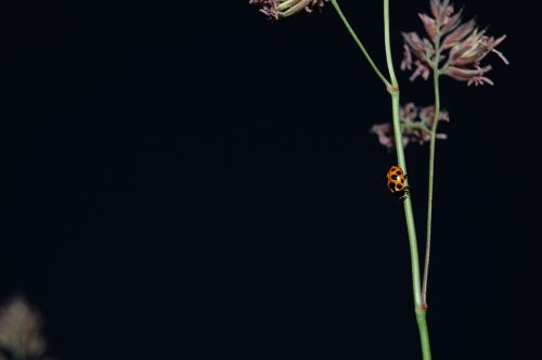 ladybug straws plant