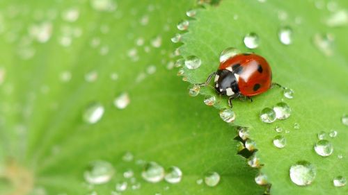 ladybug beetle water droplets