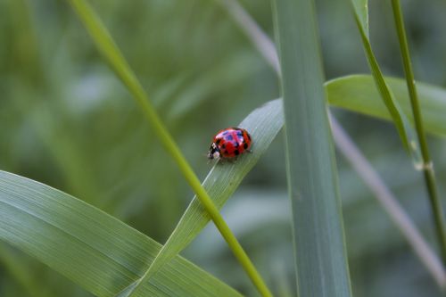 ladybug nature bug