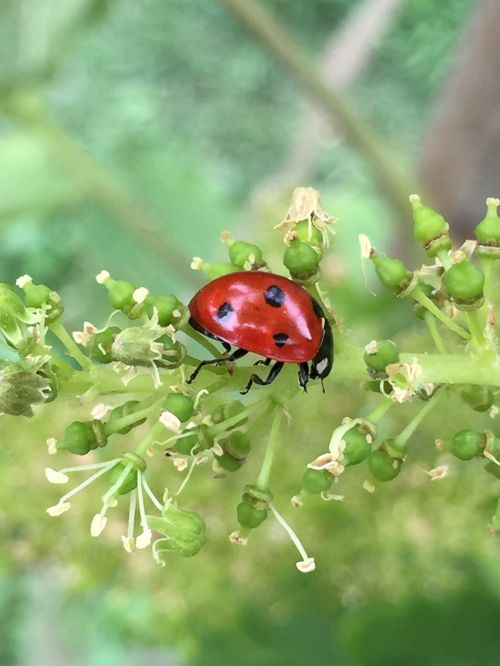 ladybug branch flower