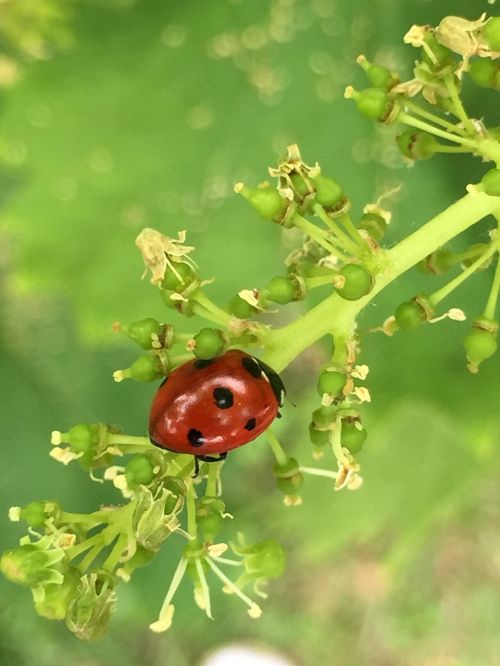 ladybug insect brine fly