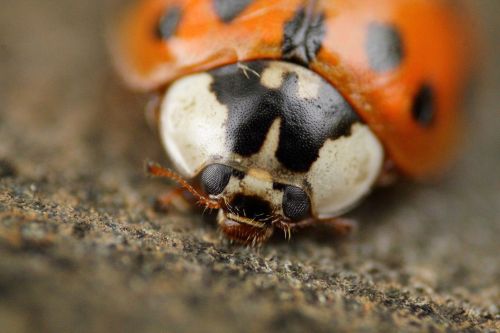 ladybug beetle macro
