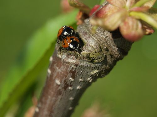 ladybug pairing close