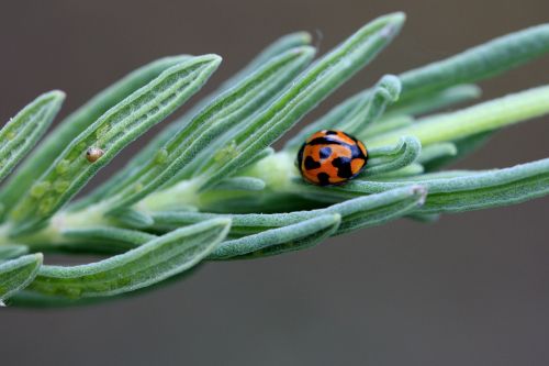 ladybug shine green
