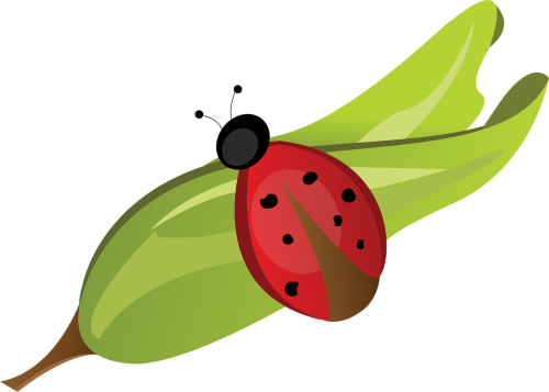ladybug leaf red