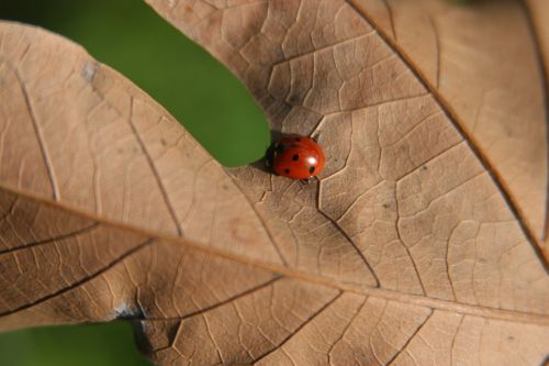 ladybug leaf nature