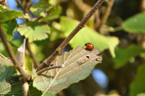 ladybug insect garden