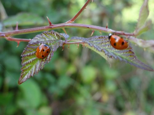 ladybug insect garden