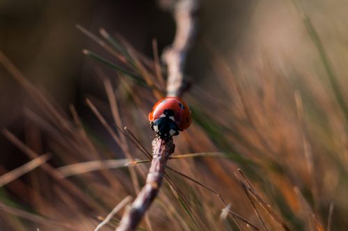 ladybug ladybird beetle