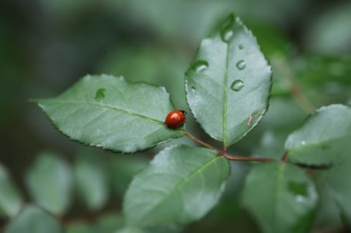 ladybug insect detail