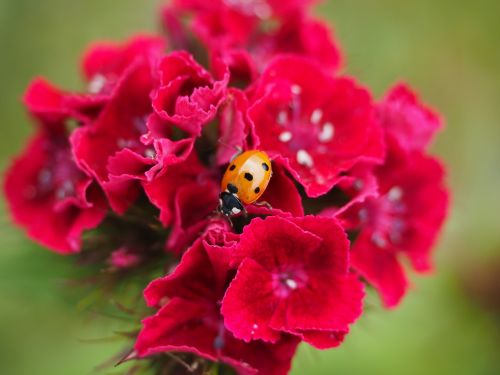 ladybug coccinellidae beetle