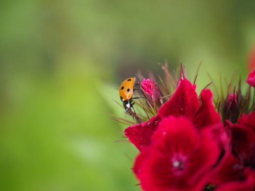 ladybug coccinellidae beetle
