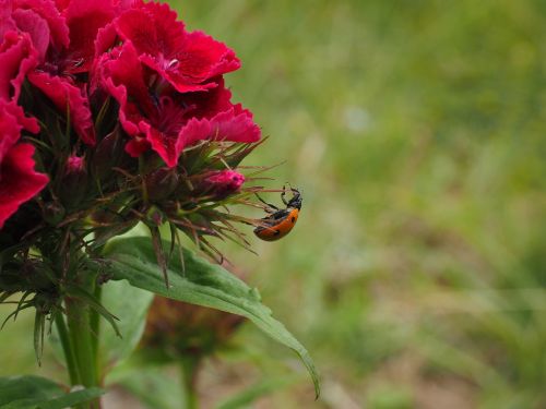 ladybug coccinellidae beetle