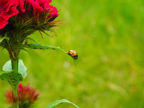 ladybug coccinellidae beetle