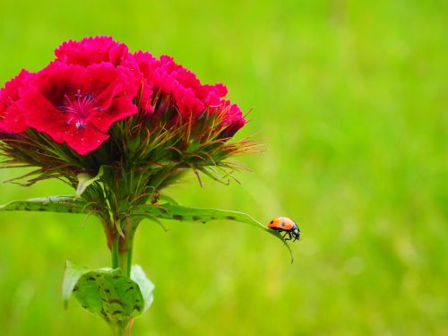 ladybug coccinellidae beetle