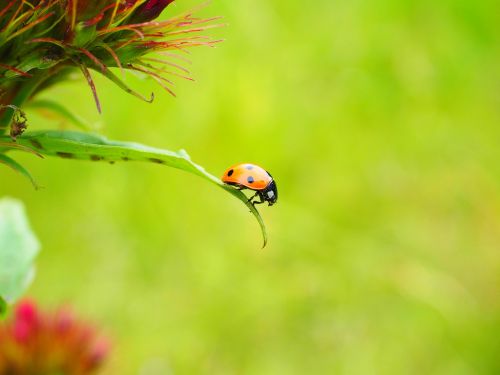 ladybug coccinellidae beetle