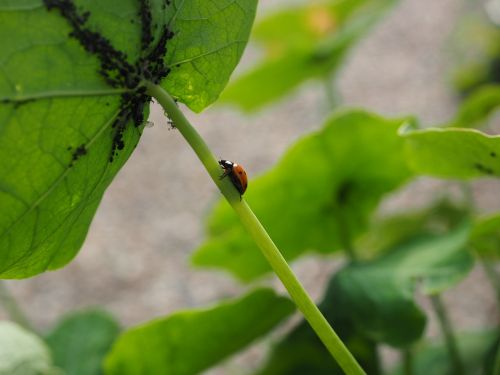 ladybug lice eat