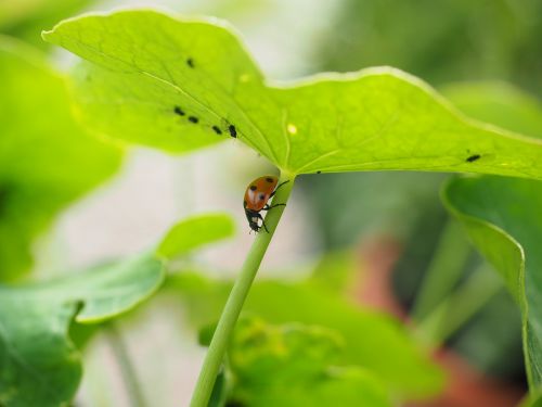 ladybug lice full